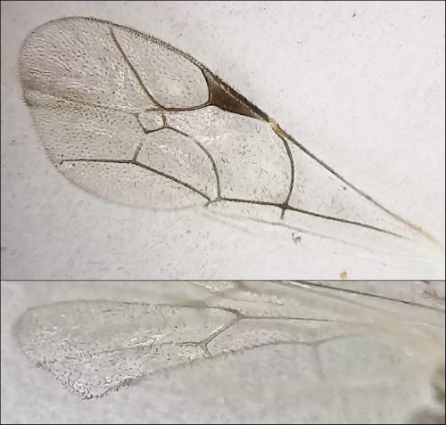 Réf. 324 274 : Mesochorinae inconnu
